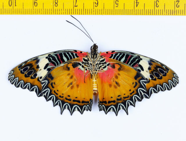 Cethosia hypsea hypsina (abberation, verso, Malaysia) 1 (Internet Image property of respective owner, non-commercial use only)